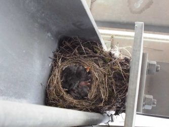 鳥よけジェルカプセルキット【BYE-BIRD-ﾊﾞｲﾊﾞｰﾄﾞ】大好評です！